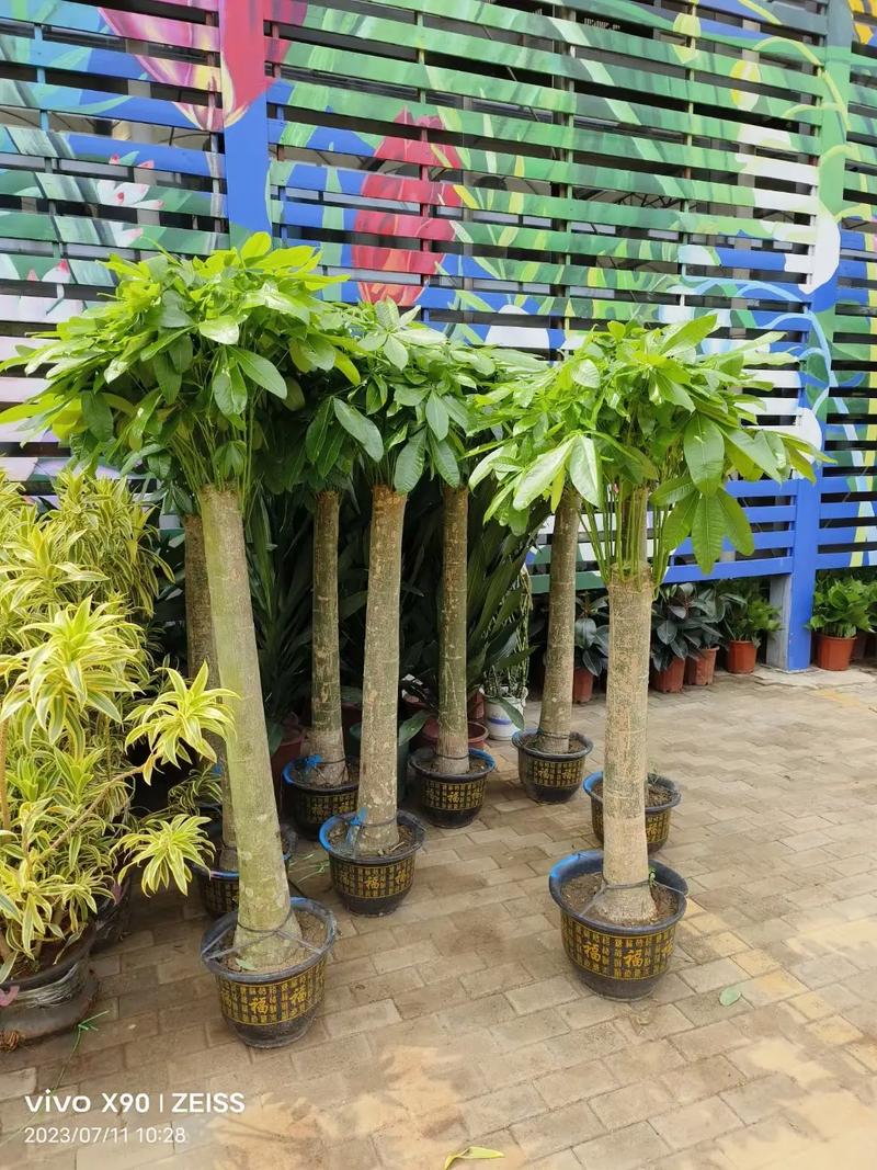 北京綠苑綠植花卉公司 專業(yè)花卉綠植租借，為您的空間注入盎然生機