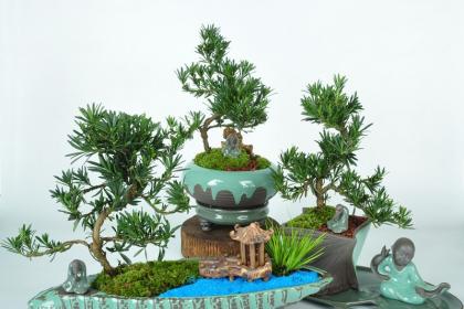 武漢綠植出租室內(nèi)綠植養(yǎng)護(hù),武漢園林養(yǎng)護(hù)別墅綠化陽臺